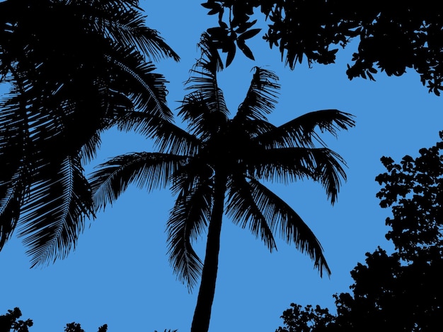 silhouet van een palmboom op een witte achtergrond vector art zwarte kleur
