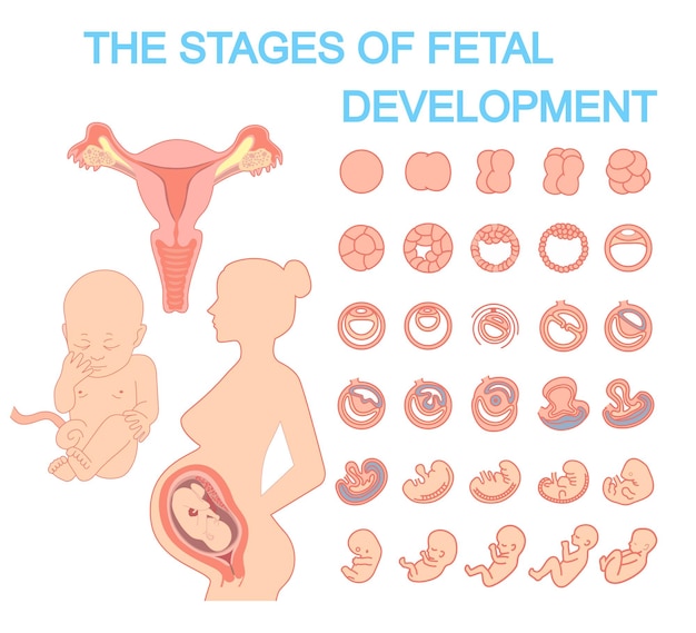 Vector silhouette beautiful pregnant woman stages of fetal development