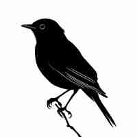 Vector silhouette bird full body black color only
