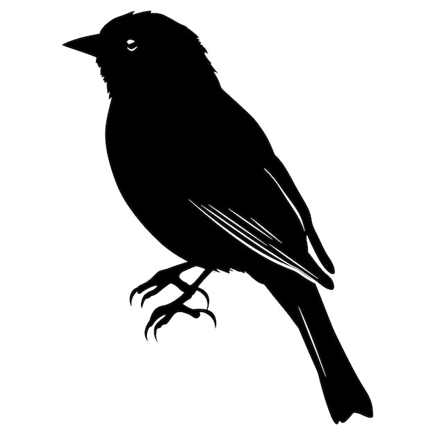 Silhouette bird full body black color only