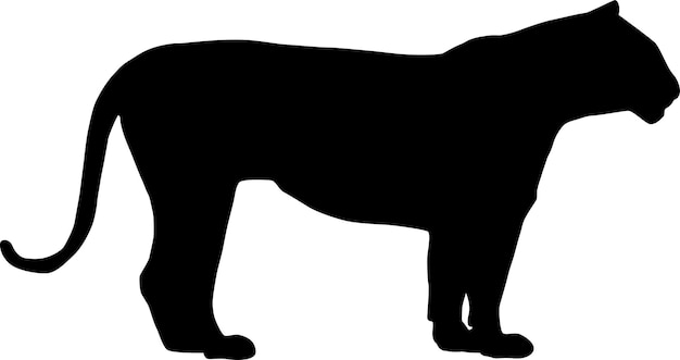 The silhouette of a black tiger standing in a calm pose