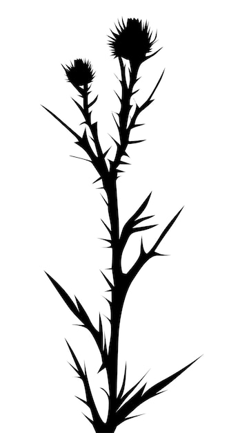 Vettore silhouette di un cespuglio di una pianta medicinale cardo su sfondo bianco