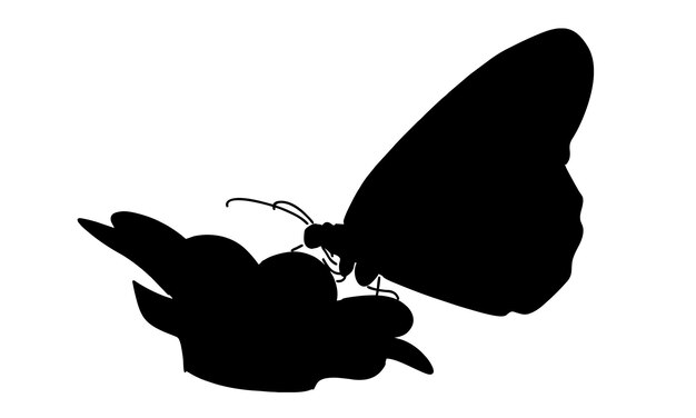 Vector silhouette of butterfly and flowers vector illustration