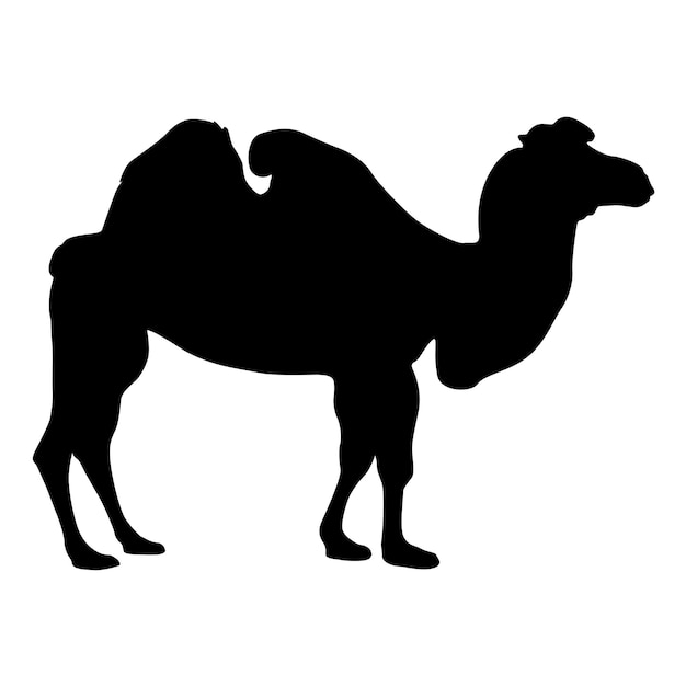 Premium Vector | Silhouette of the camel on a white background