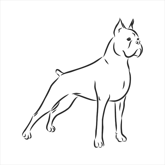 シルエット、さまざまな幅の線で囲まれた白い背景の上の黒い色の犬の銃口ボクサーの品種の輪郭。ロゴ犬ボクサーヘッド。ベクトルイラスト