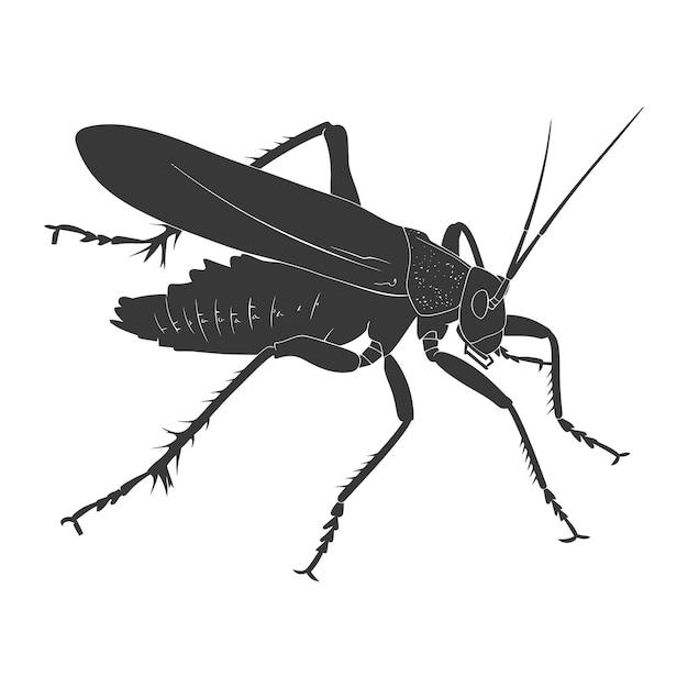 Silhouette Cricket Insect animal black color only