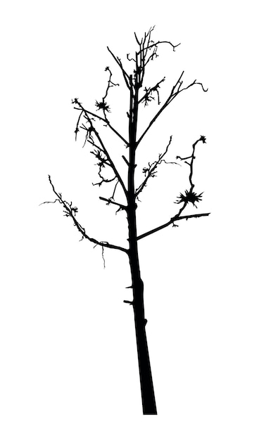 Silhouette of crooked tree thorn Symbol of desert Save environment