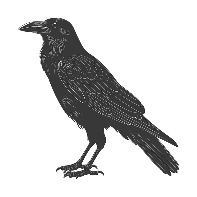 Vector silhouette crow bird black color only full