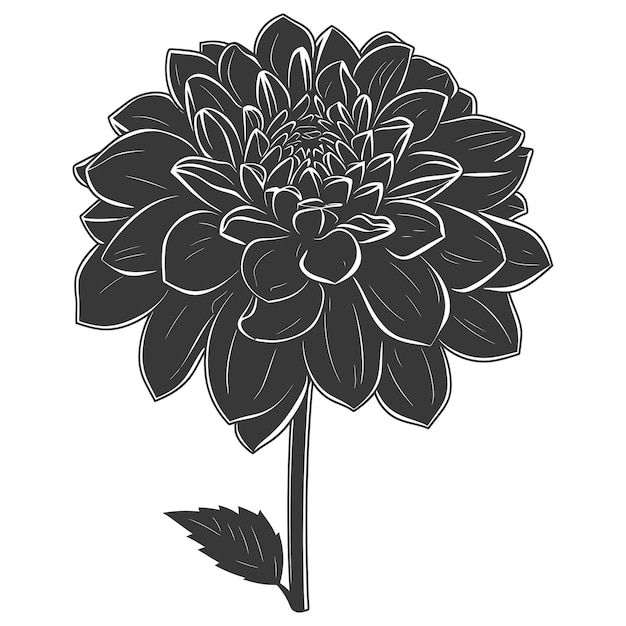 Vector silhouette dahlia flower black color only