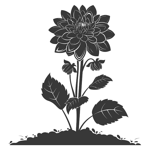 Silhouette dahlia flower in the ground black color only