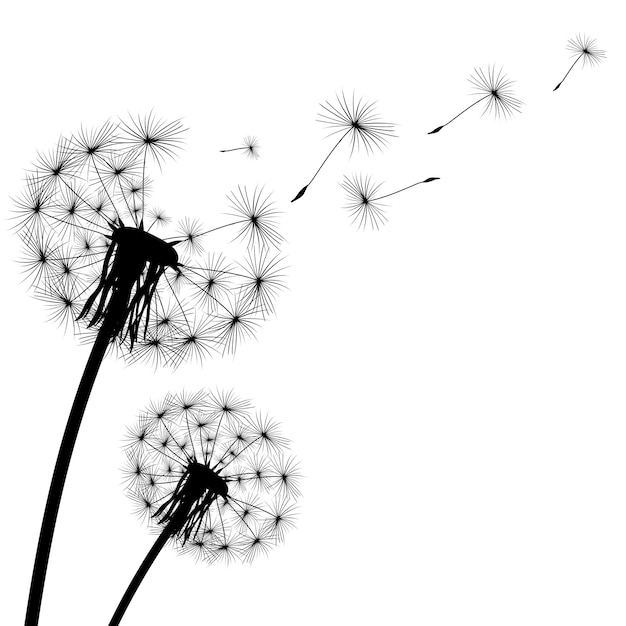 Silhouette of a dandelion on a white background