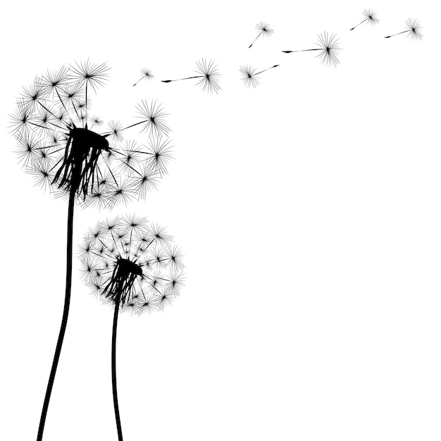 Silhouette of a dandelion