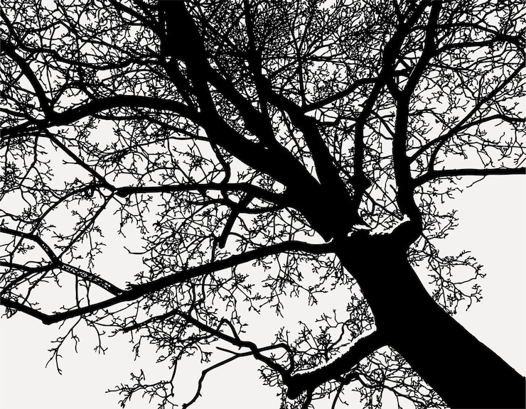 Vector silhouette of deciduous tree in winter forest