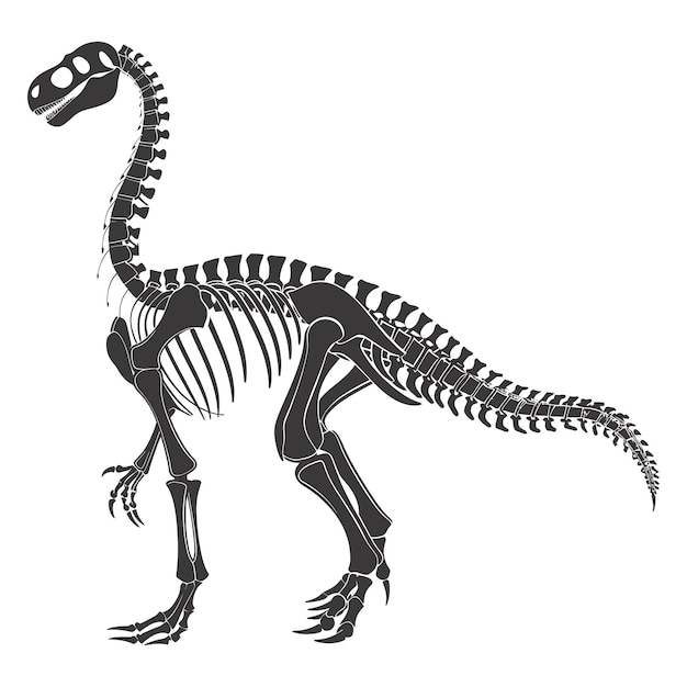 Vector silhouette dinosaur skeleton black color only