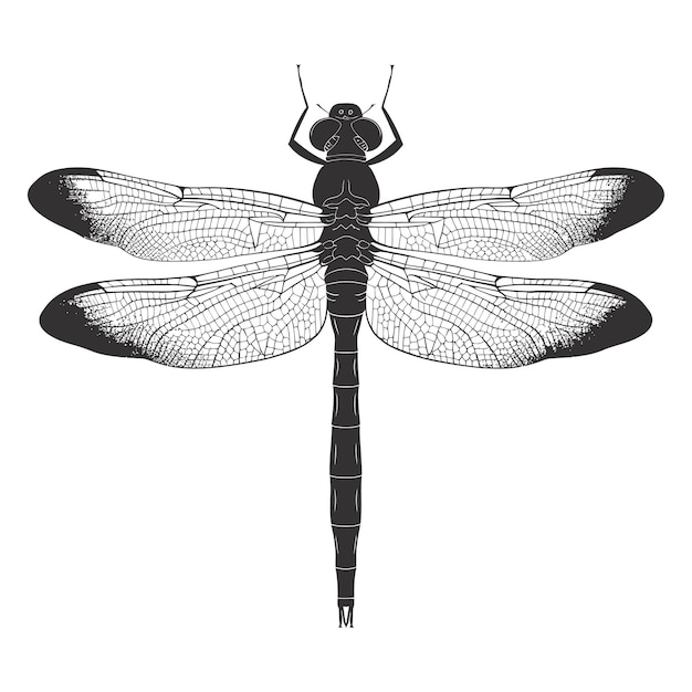 Silhouette Dragonfly black color only full body