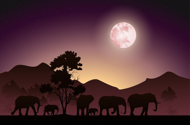 Silhouette Of The Elephants That Walk At Night