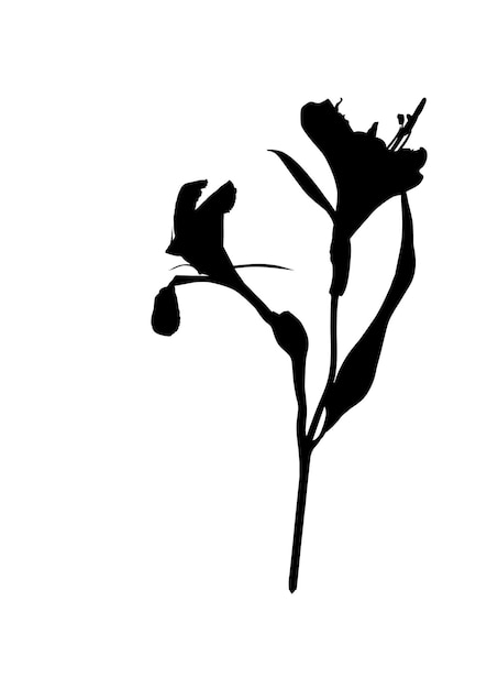 Silhouette flower plant isolated on white background Vector illustration in flat style