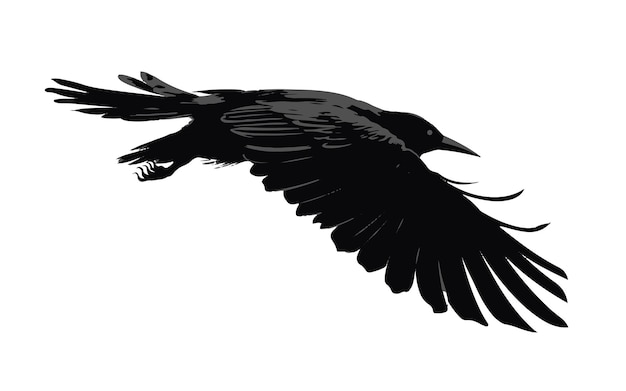 Vector silhouette of a flying bird crow isolated on white background vector illustration