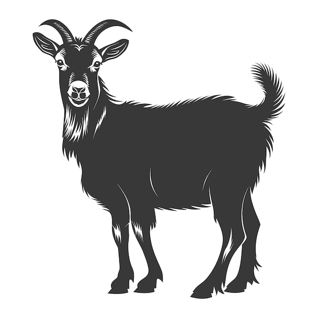 羊的身影 動物 黑色 只有全身
