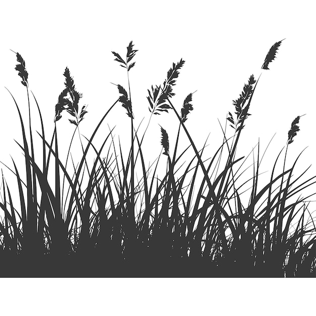 Silhouette Grass natural plant as background black color only