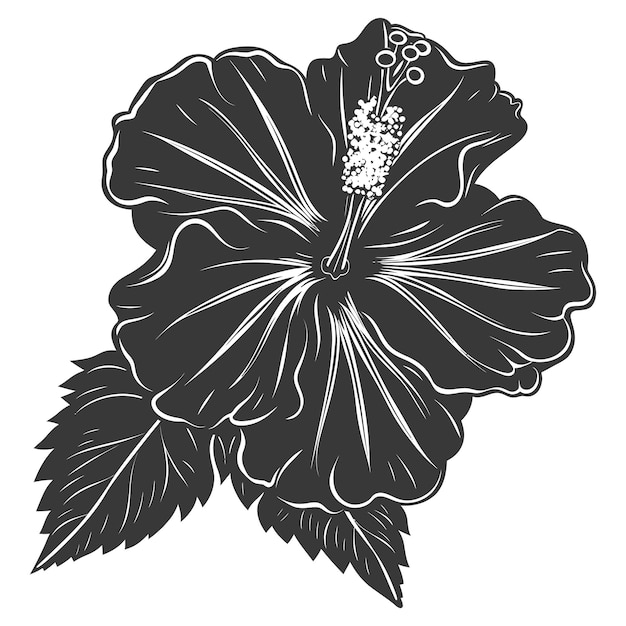 Vector silhouette hibiscus flower black color only