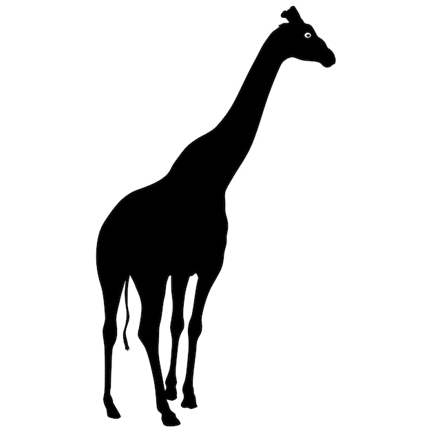 Silhouette of a high african giraffe on a white background