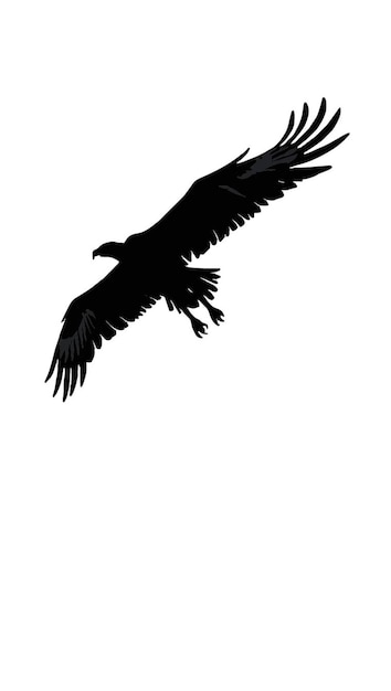 silhouette of an impressive eagle