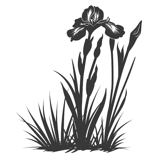 Silhouette fiore di iris nel terreno solo colore nero
