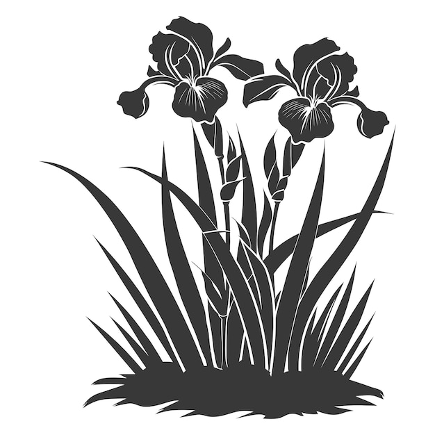 Silhouette iris flower in the ground black color only