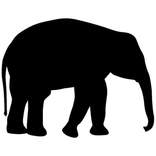 흰색 배경에 실루엣 큰 아프리카 코끼리