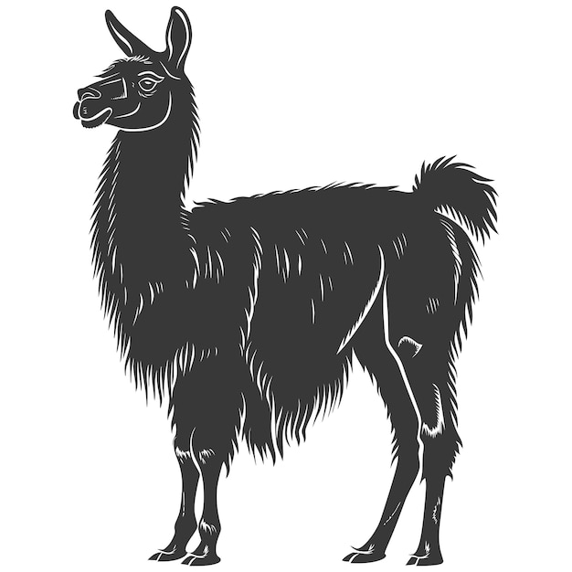 Silhouette llama animal black color only full body