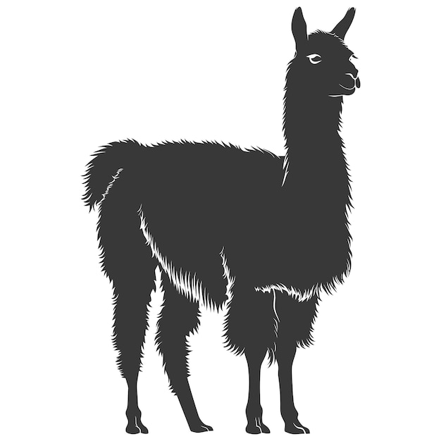 Vector silhouette llama animal black color only full body