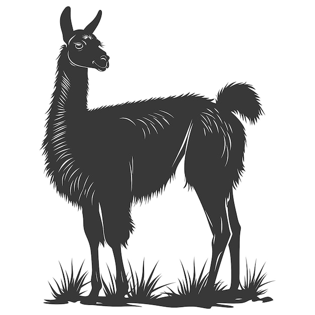 Silhouette llama animal black color only full body