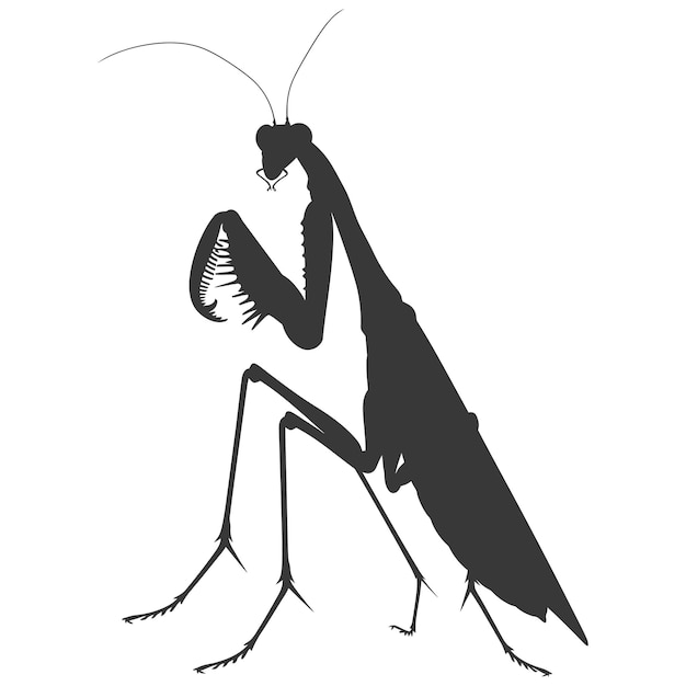 Vector silhouette mantis animal black color only full body