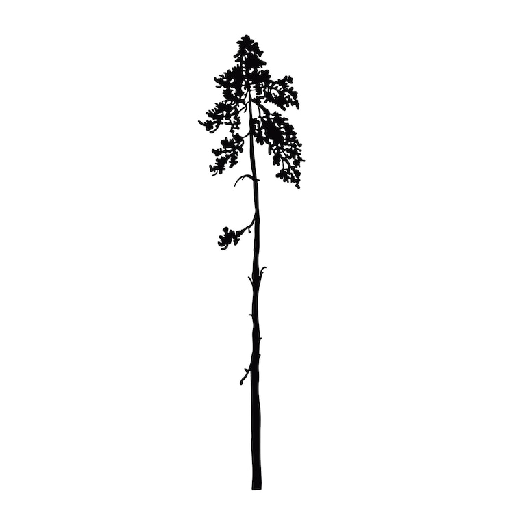 Vector silhouette of a mast pine tree black illustration