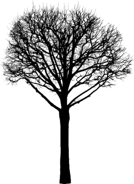 Силуэт лиственного дерева зимой