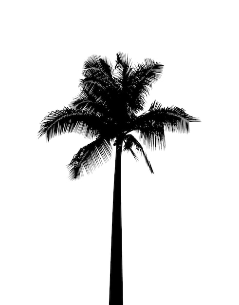 silhouette of palm tree set on white background vector art black color
