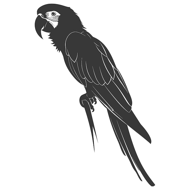 Silhouette parrot animal black color only full body