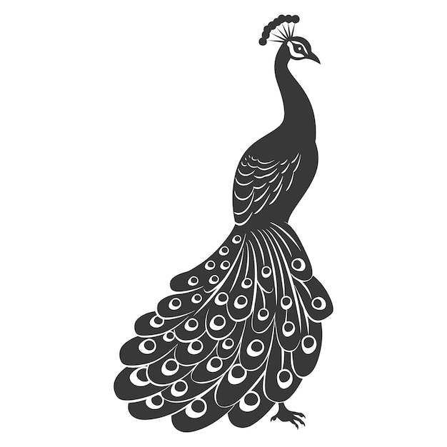 Vector silhouette peafowl birds animal raise feather tail black color only