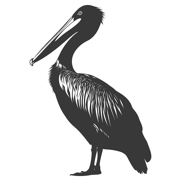 Silhouette Pelican Animal black color only full body