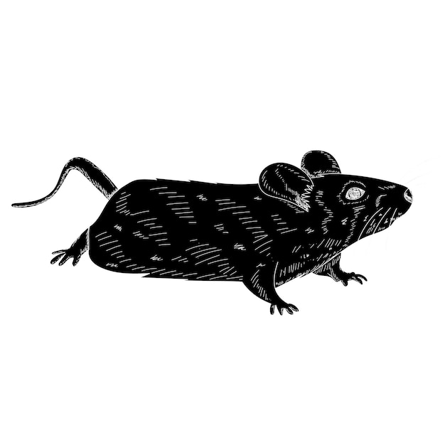 Vector silhouette of a rat mouse