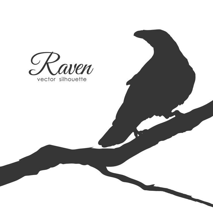 Vector  silhouette of raven sitting on a dry branch isolated on white background.