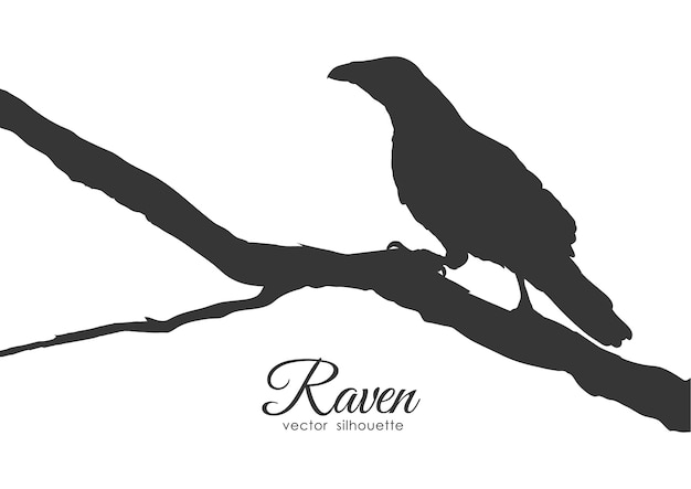 Silhouette di raven seduto su un ramo secco.