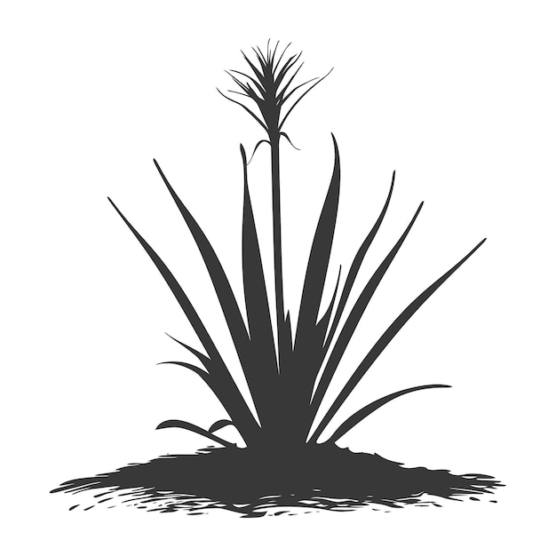 Vector silhouette sansevieria tree in the ground black color only