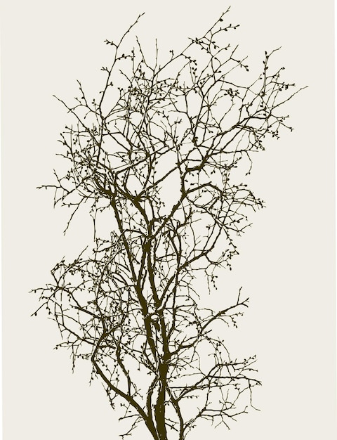 Силуэт саженца дерева с почками весной