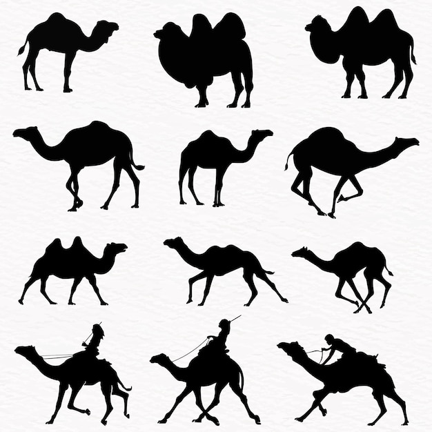 Vector silhouette set of desert camel with humps standing running and walking