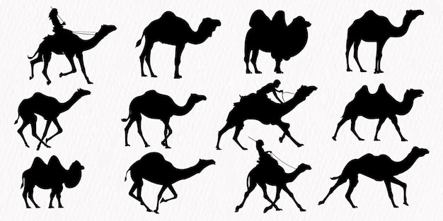 Silhouette set of Desert Camel with humps standing running and walking