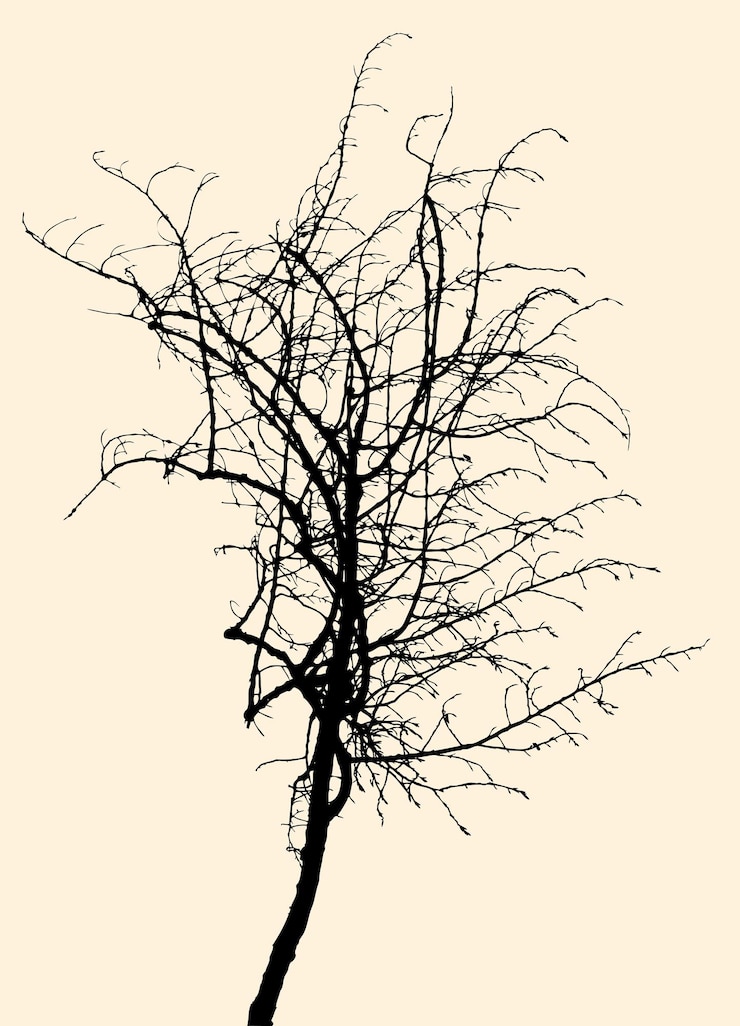 Vector silhouette of single bare deciduous tree
