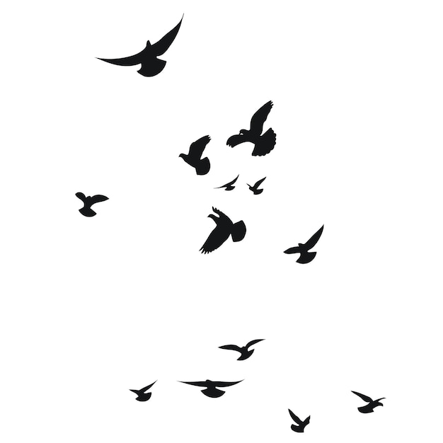 Vector silhouette sketch of a flock of flying birds flight in different positions hover soaring landing