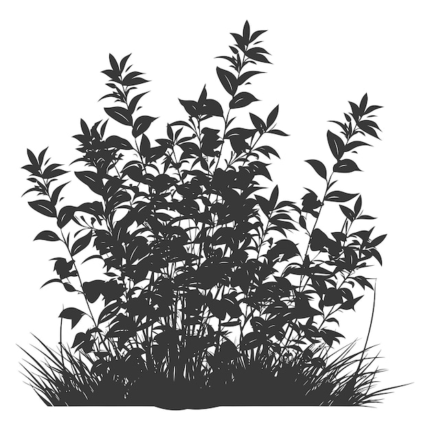 Vector silhouette small tall bush black color only